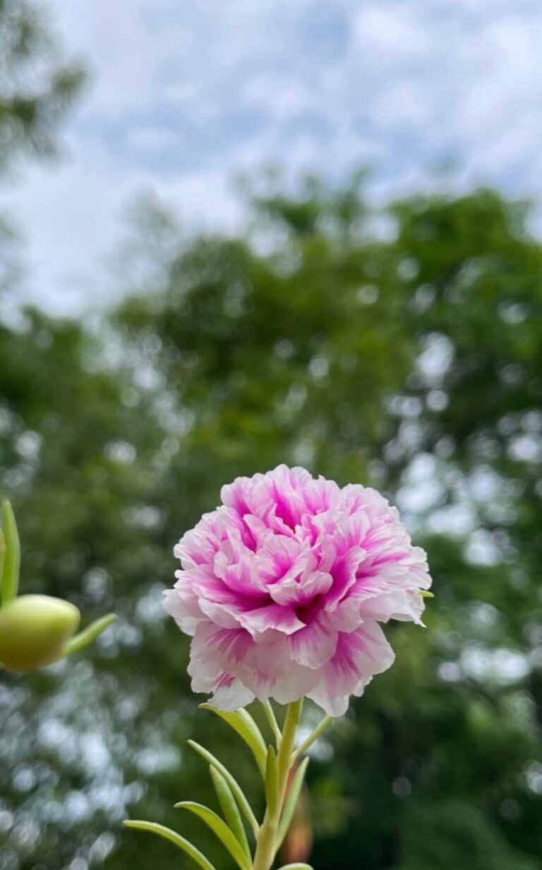 Về Với Anh Nhé