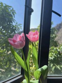 Ảnh bìa của Giảm Cân Thành Công