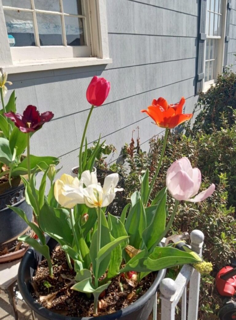 Hạ Đường