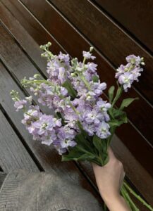 Tiểu Tam Khiêu Khích Chính Thất