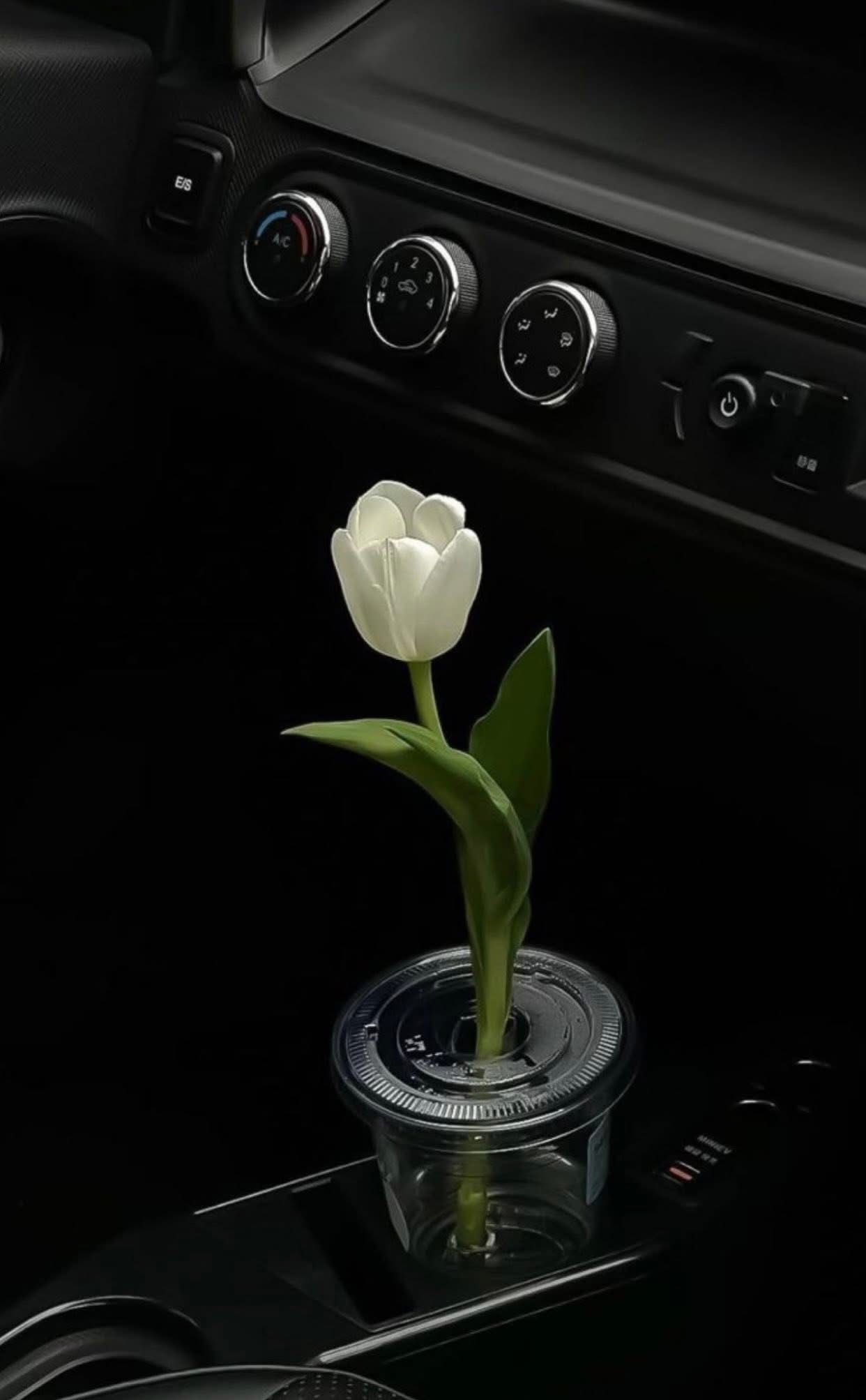 Thế Giới Của Tôi Rực Rỡ Ánh Sáng