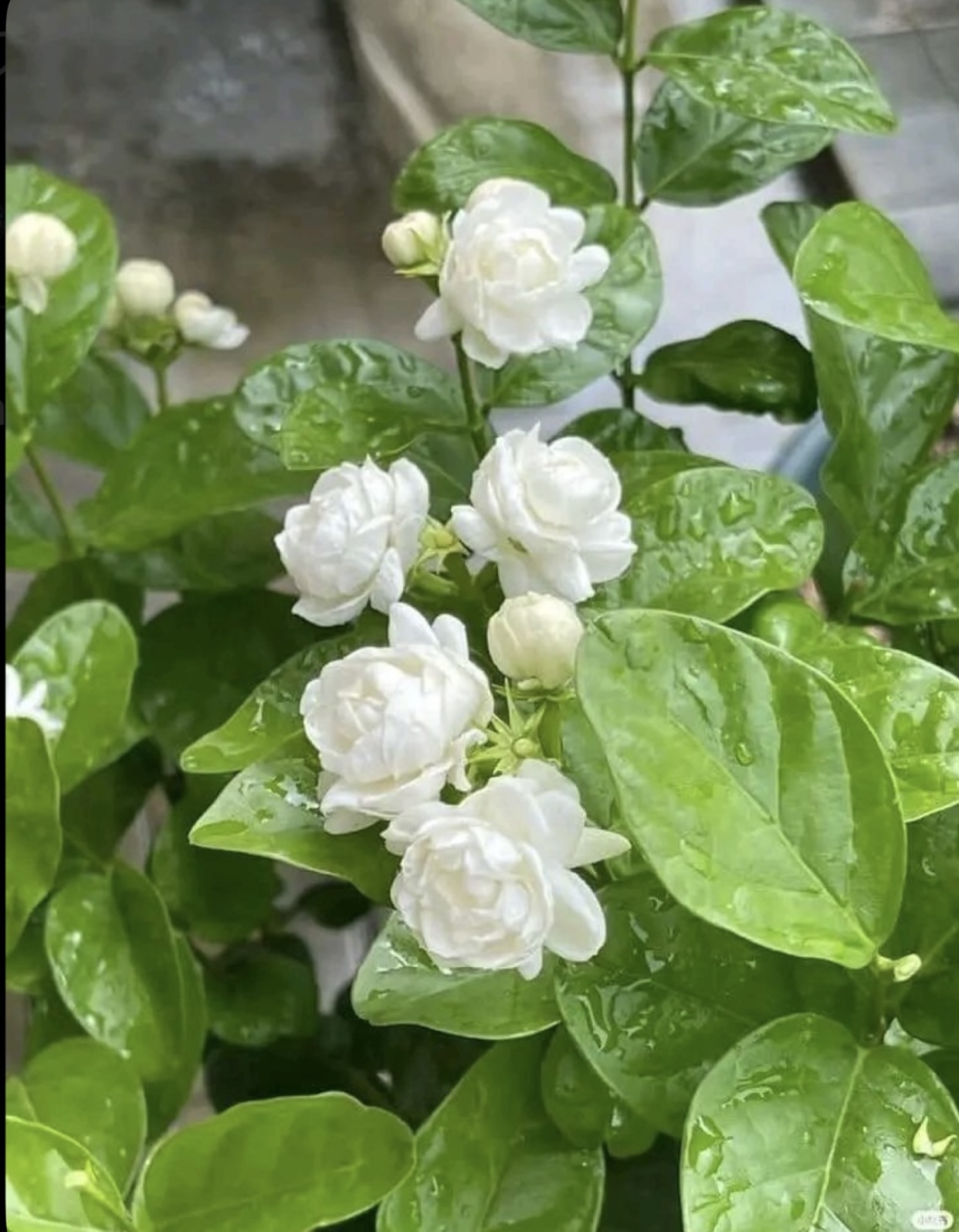 Mùa Hè Rực Rỡ
